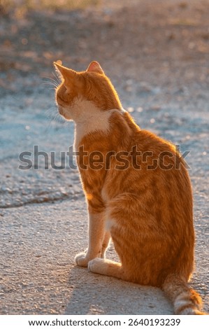 Orange cute cat back side