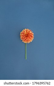 Orange Dahlia Flower Isolated On Blue Paper Background