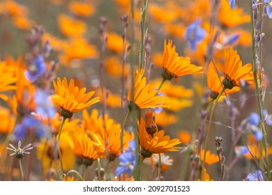 Orange daisies closeup of wild flowers