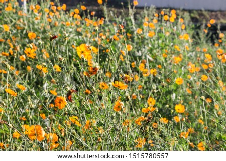 Orange daisies in sunny day. They are fluttering in the breeze.