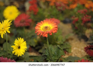 Orange Daisy Among Yellow And Red Daisies