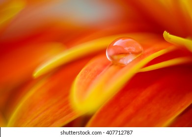 Orange daisy colors refraction on water drops - Powered by Shutterstock