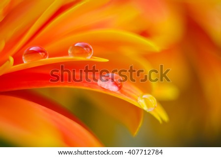 Orange daisy colors refraction on water drops