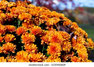 orange daisy in the fall