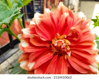 Orange Dalia Flower Closeup View