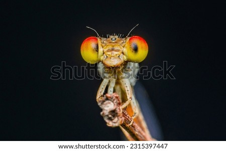 A orange damselfly perched on a tree branch and nature background, Selective focus of face, insect macro, Colorful insect in Thailand.