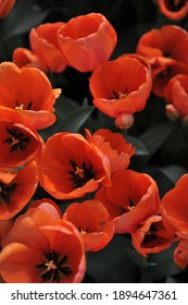 Orange Darwin Hybrid tulips (Tulipa) Fascination bloom in a garden in April