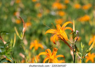 Orange Day Lily Flower Field