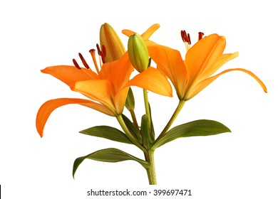 Orange Day Lily Flower Isolated On White Background