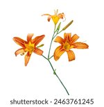 Orange Day Lily flower or Tiger Lily on white background