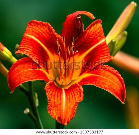 An orange Day Lily on the side of the road in Tidioute, Pennsylvania, USA with a blurred background on a sunny summer day