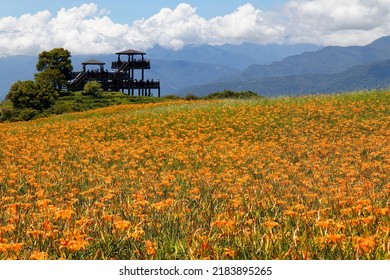 Orange daylilies blooming in a flower farm on a sunny cloudy summer day and a lookout tower standing on the hillside with mountains in background, in Mount Liushidan 六十石山, Fuli, Hualien County, Taiwan