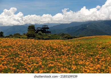 Orange daylilies blooming in a flower farm on a sunny cloudy summer day and a lookout tower standing on the hillside with mountains in background, in Mount Liushidan 六十石山, Fuli, Hualien County, Taiwan