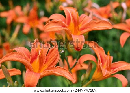 Orange daylily blooms profusely on the nature