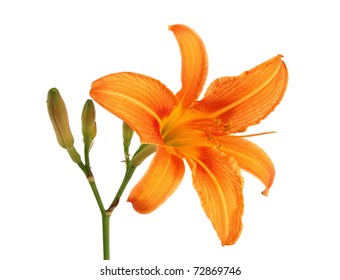 Orange Daylily With Bud Isolated On White