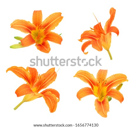 Orange daylily flower isolated white background.