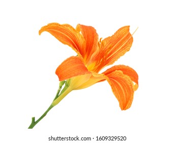 Orange Daylily Isolated On White