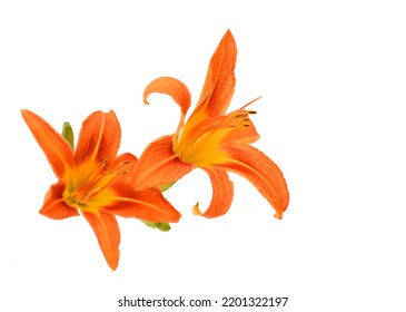 Orange Daylily Isolated On White