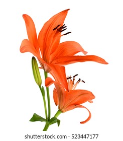 Orange Daylily Isolated On White