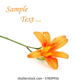 Orange Daylily Isolated And Space For Text