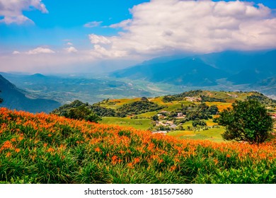 The Orange Daylily Taitung County