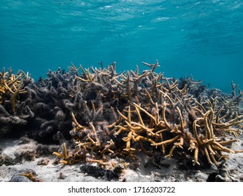 Orange And Dead Coral In A Beautiful Lagoon