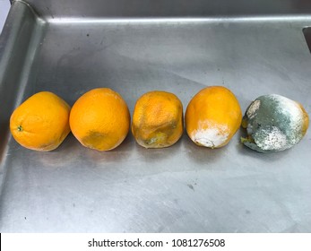 Orange Decomposition Process Rotten Orange