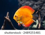 Orange discus fish, (Symphysodon aequifasciatus), swimming with dark background