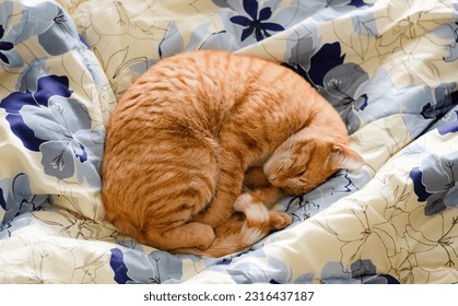 
orange domestic cat sleeping on the bed. Relaxed feline, cats inside the house. Kitten sleeping on the padding - Powered by Shutterstock