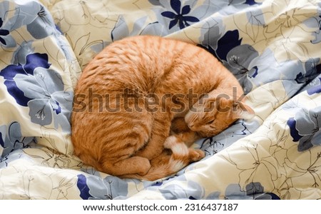 
orange domestic cat sleeping on the bed. Relaxed feline, cats inside the house. Kitten sleeping on the padding