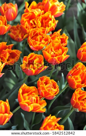 Orange Double Early tulips (Tulipa) Crossfire bloom in a garden in April 2017