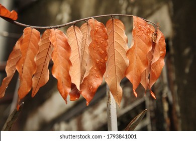 Orange Dry Leaves Dropping Off After The Rain