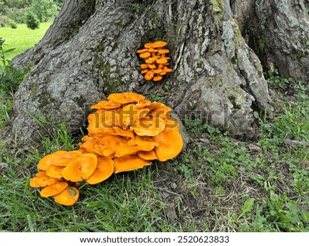 Orange Eastern jack o lantern fungus grows on an oak tree. Indiana.