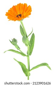 Orange Edible Flower Of Calendula Officinalis Isolated On A White Background. Marigold Flower With Leaves.