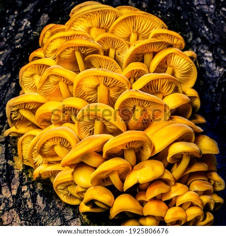 Orange edible mushrooms flammulina velutipes on dark wood. Nature mushrooms texture. Wood mushrooms background.