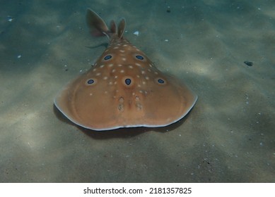 Orange electric ray swimming peacefully at the sea.