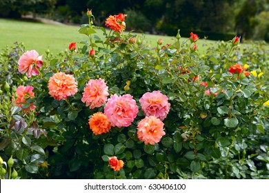 Huntington Rose Garden Images Stock Photos Vectors Shutterstock