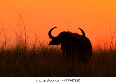 klasselærer forvrængning Conform African Buffalo Sunset Images, Stock Photos & Vectors | Shutterstock