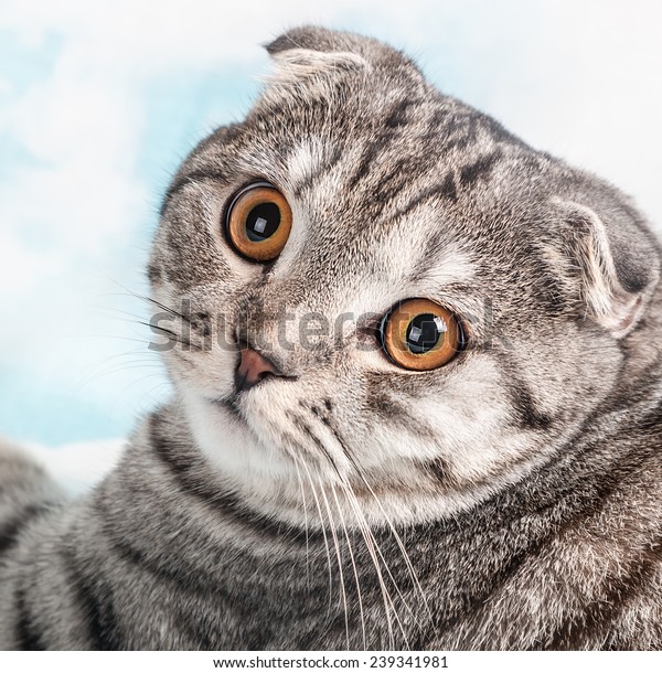 Orange Eyes Scottish Fold Cat Portrait Stock Photo Edit Now