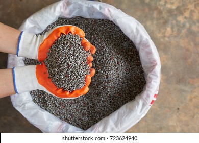 Orange Fabric Gloves ,Chemical Fertilizer In Researcher Hand, To Research On Nutrient And Fertilizer Management.