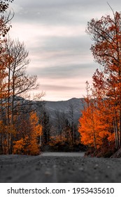 Orange Fall Aspen Trees In Colorado