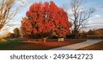 orange fall foliage on a Bradford pear tree