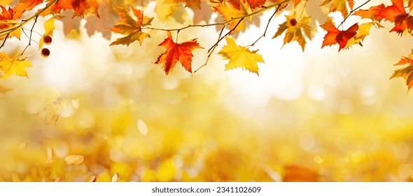 orange fall  leaves, autumn natural background with maple trees, autumnal landscape - Shutterstock ID 2341102609