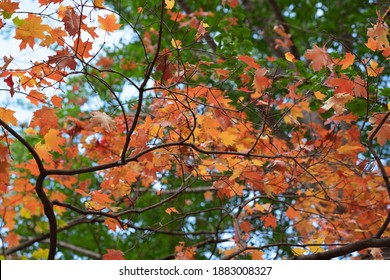 Orange Fall Leaves On A Fall Day In South Philly