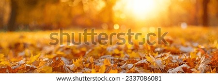 orange fall  leaves in park, sunny autumn natural background 