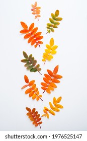 Orange Fallen Autumn Leaf On A White Background, Autumn Leaves From Trees, Top View