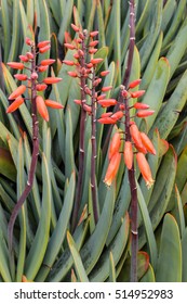 Orange Fan Aloe Flowers And Leaves