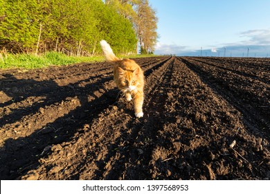 Orange Farm Cat Walking In A Freshly Plowed Field