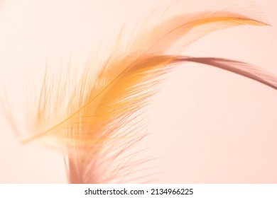 Orange Feather close up and soft focus on pink paper background.gentle, fragile concept. copy space for add text or products presentation. - Shutterstock ID 2134966225