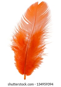 Orange Feather Isolated On White Background Cutout